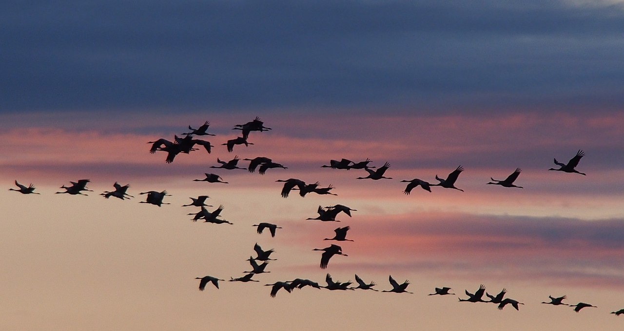 Crane migration on the Müritz, © pixabay