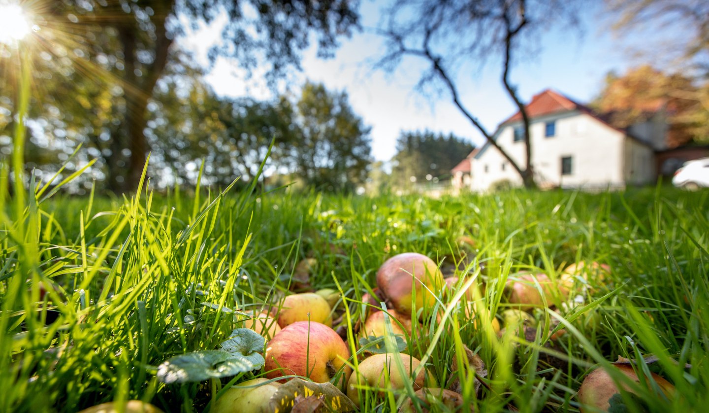 Orchard meadow in the manor house, © Florian Foest