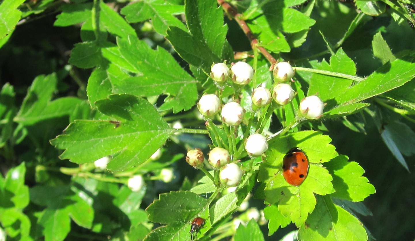 Nature, ladybug, leaf, © Kurverwaltung