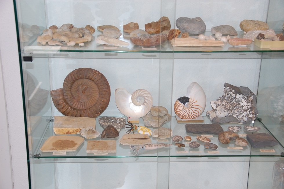 The private fossil collection of the local historian H. J. Bötefür is part of the exhibition., © Gabriele Skorupski