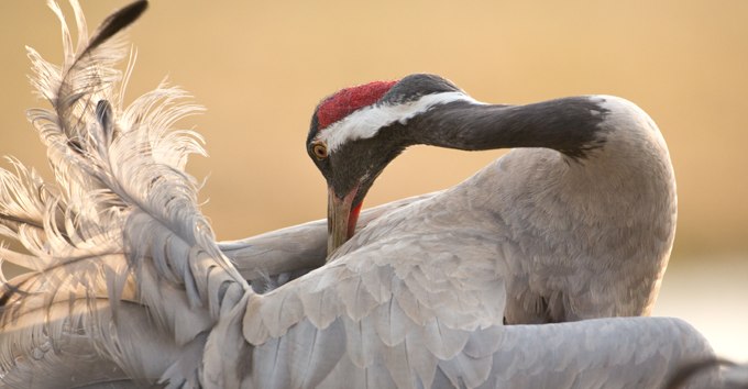 Gray crane, © Knut Fischer