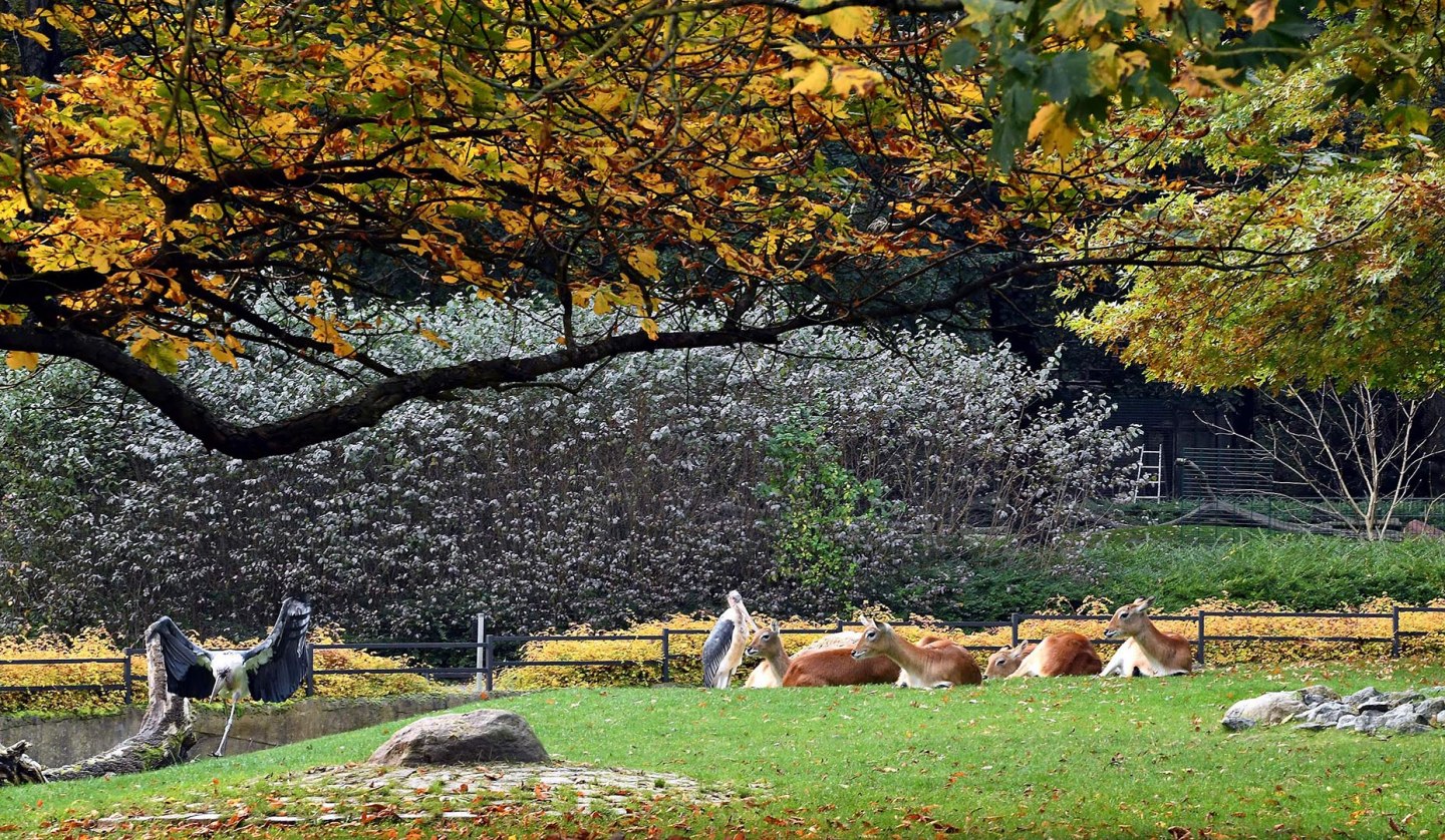 Herbstbasteln_Zoo_Rostock_Kloock, © Zoo Rostock/Kloock