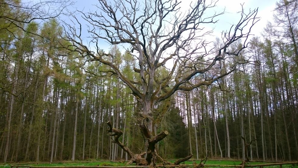 Station 12: A tree personality - the ancient umbrella oak tree, © TMV/UB