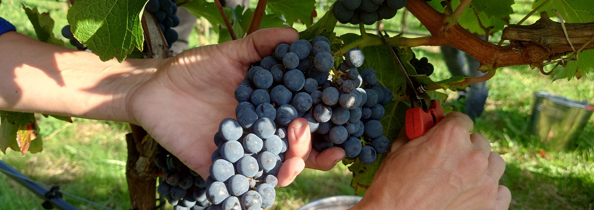 The grapes are harvested by hand, © wein-mv.de