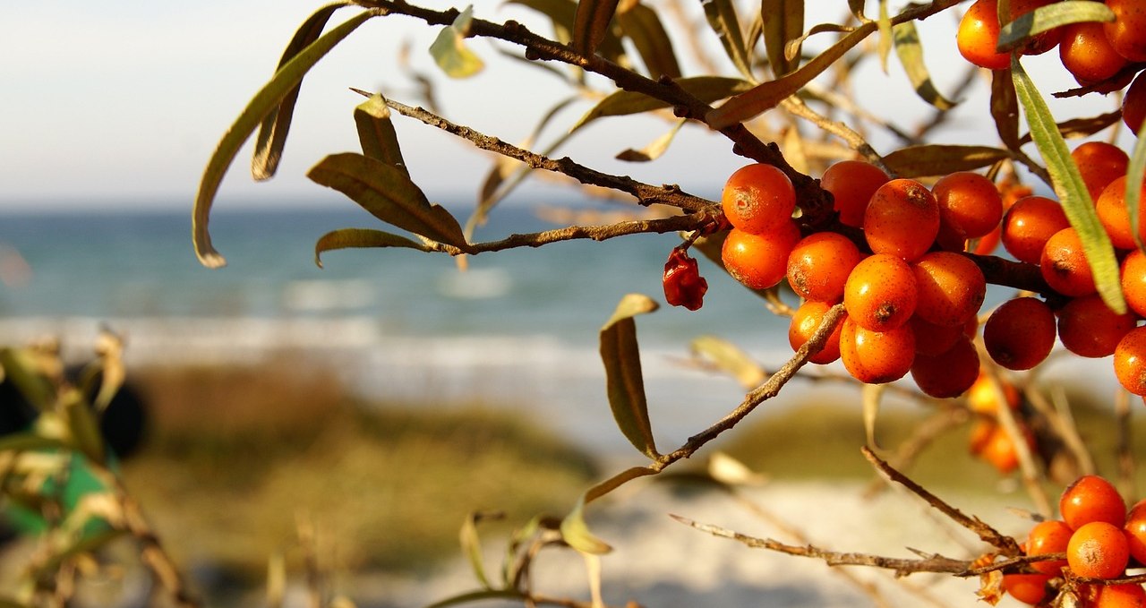 sea-buckthorn-3749589_1280, © pixabay.com