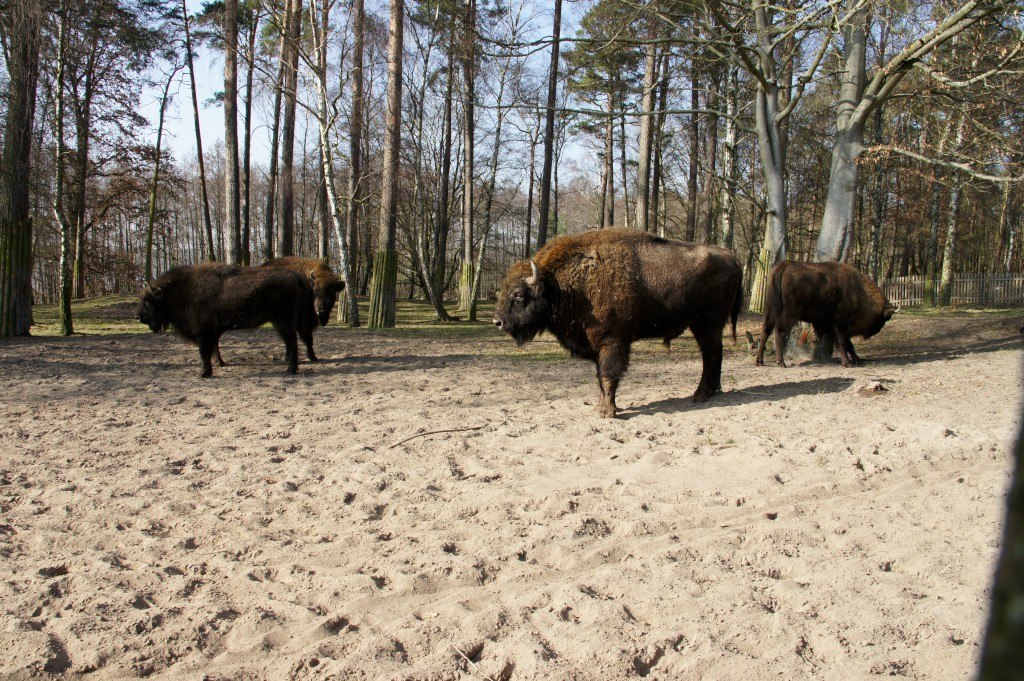 Bisons in the show gate, © Landesforst MV