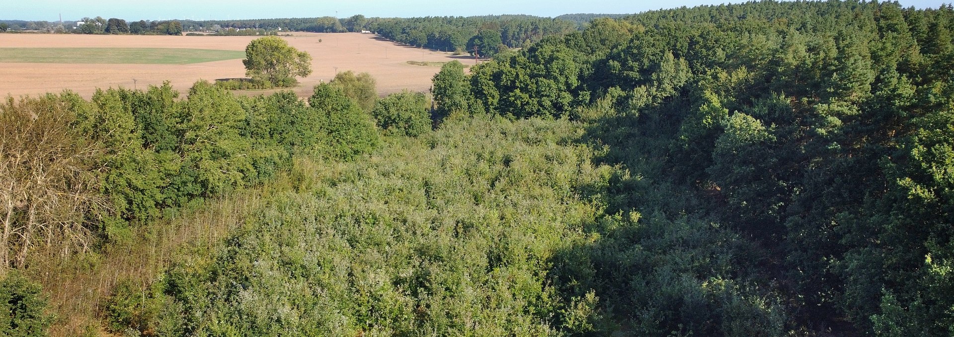 Climate forest Bad Kleinen, © Landesforst MV