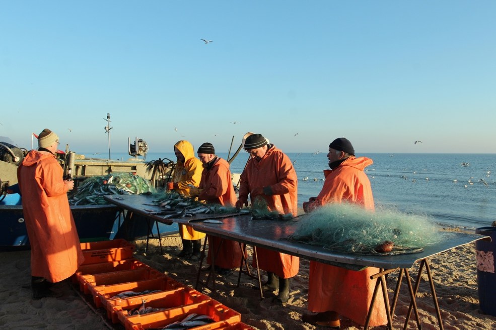 The herring is picked from the net, © MYFISH-ostsee, © Freddie Bijkerk