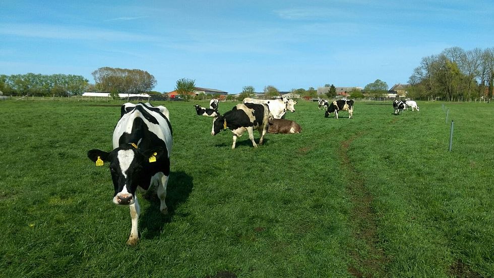 In summer, our cows go out to pasture every day., © Milchhof Warlin