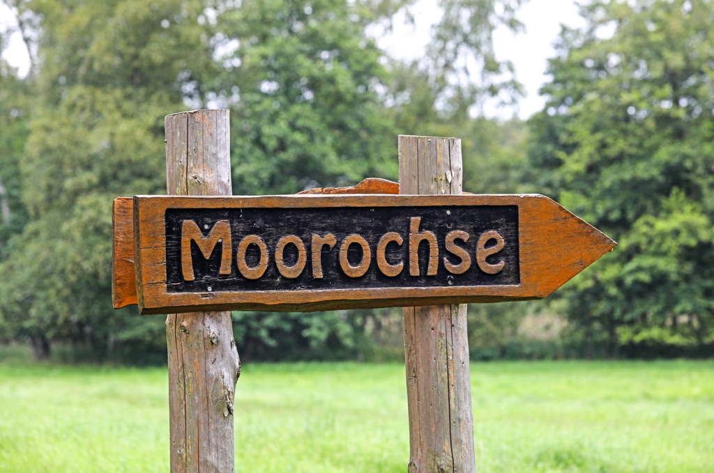 Observation tower Moorochse, © TMV/Gohlke