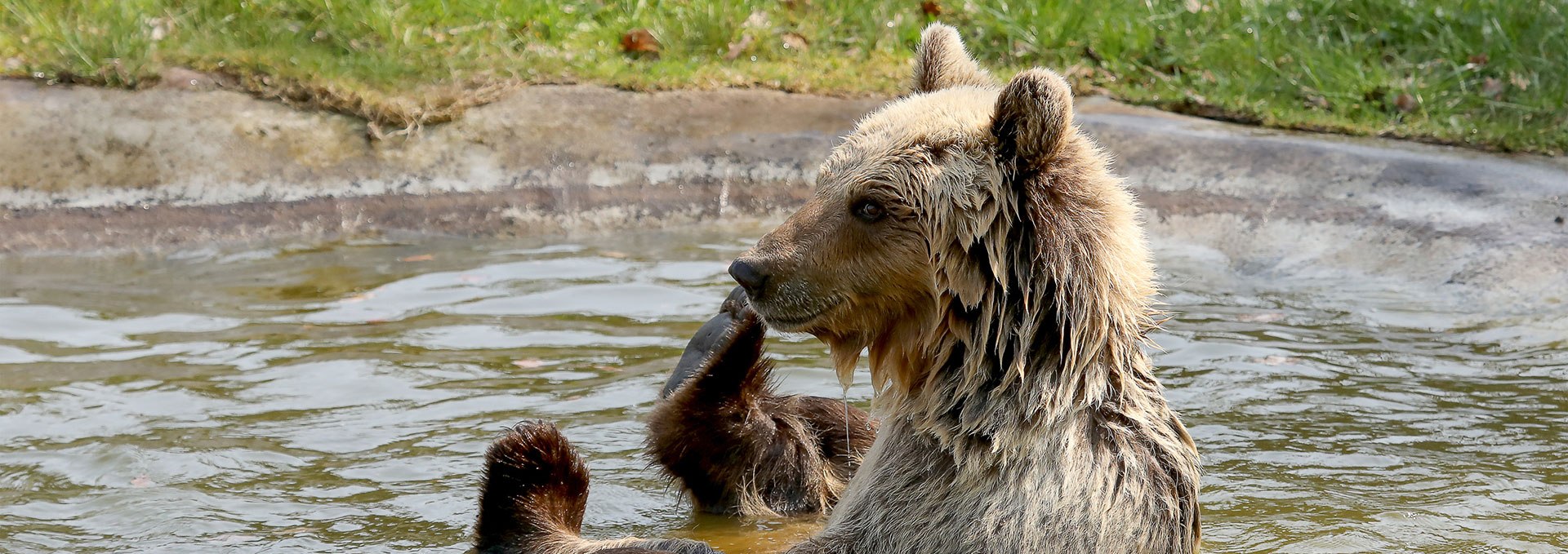 Brown bear Luna bathing in the BÄRENWALD Müritz, © Thomas Oppermann