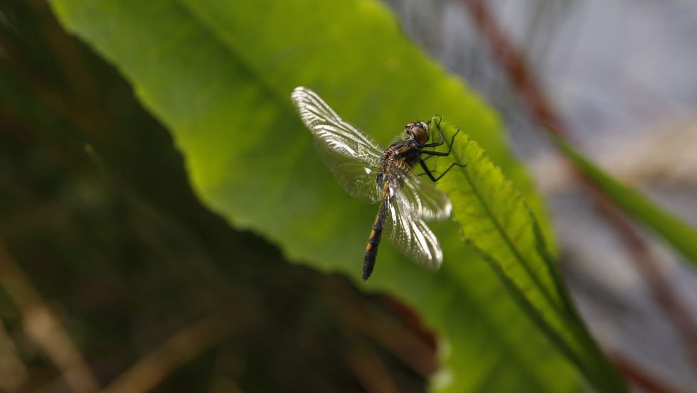 The Ribnitz Great Marsh is home to 24 dragonfly species, © TMV/outdoor-visions.com