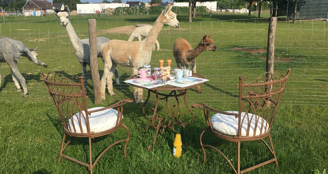 Small alpaca farm in Penkow, © Fleesensee Alpakas