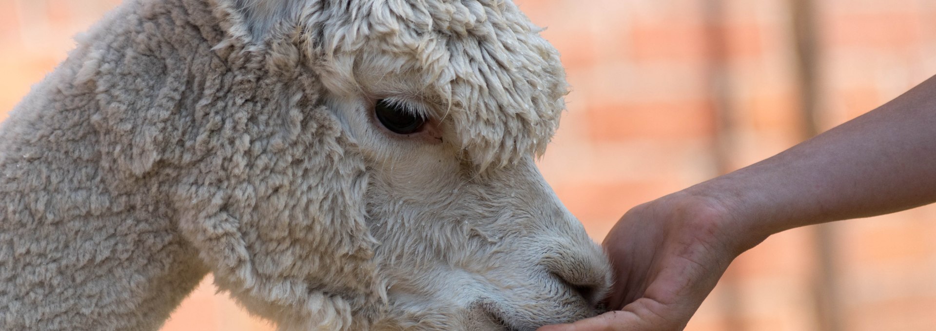 Alpaca, Birkenkamp farm, © © Jennifer Dietel