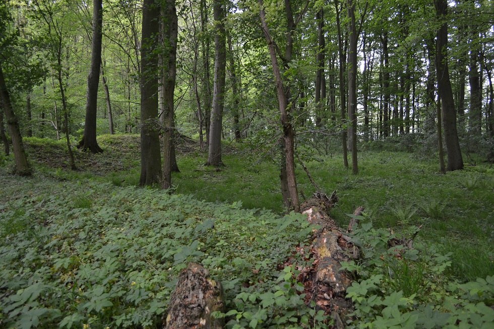 View of the interior, the ring of the rampart is clearly visible., © Lutz Werner