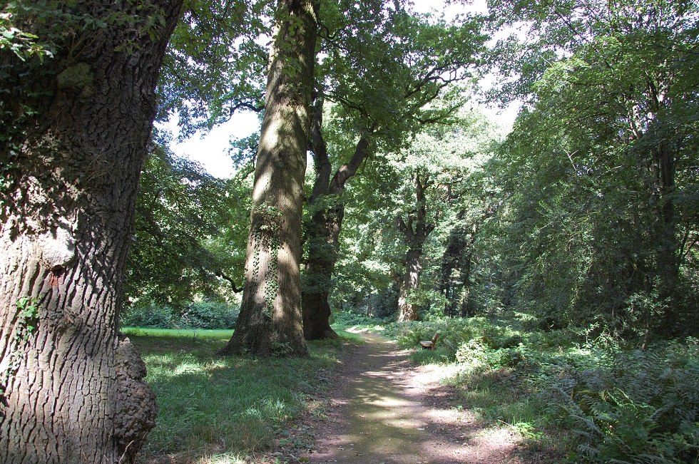 Many old tree giants can be seen in the Dammereez Landscape Park., © Gabriele Skorupski