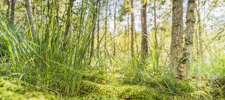 © André Pristaff / Tourismus- und Kur GmbH Graal-Müritz