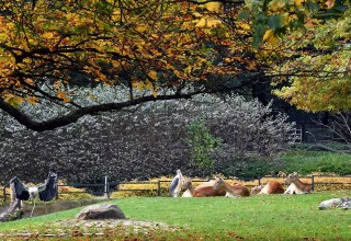 © Zoo Rostock/Kloock