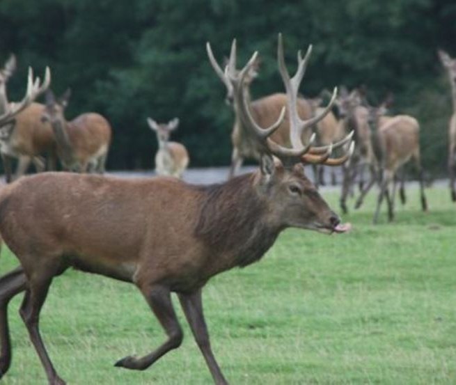 Game enclosure on 35 ha for fallow deer and red deer, animals are marketed alive or the game meat can be bought in the farm's own store., © AG Chemnitz