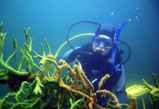 Narrow lucine with freshwater corals, © Tauchcenter Feldberg