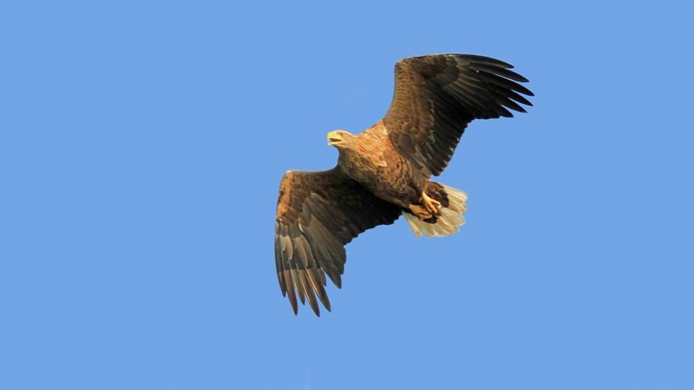 NSG Fischteiche in der Lewitz - White-tailed eagle - adult bird, © Lewitzfotograf.de-Ralf Ottmann