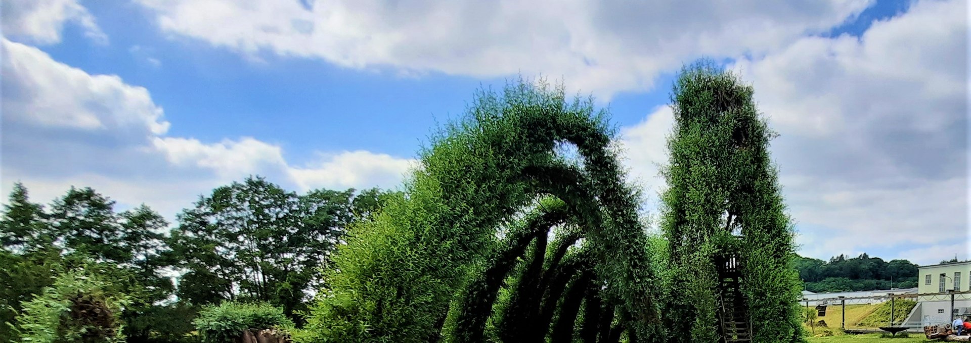 Willow snail and willow walk, © M. Lenthe