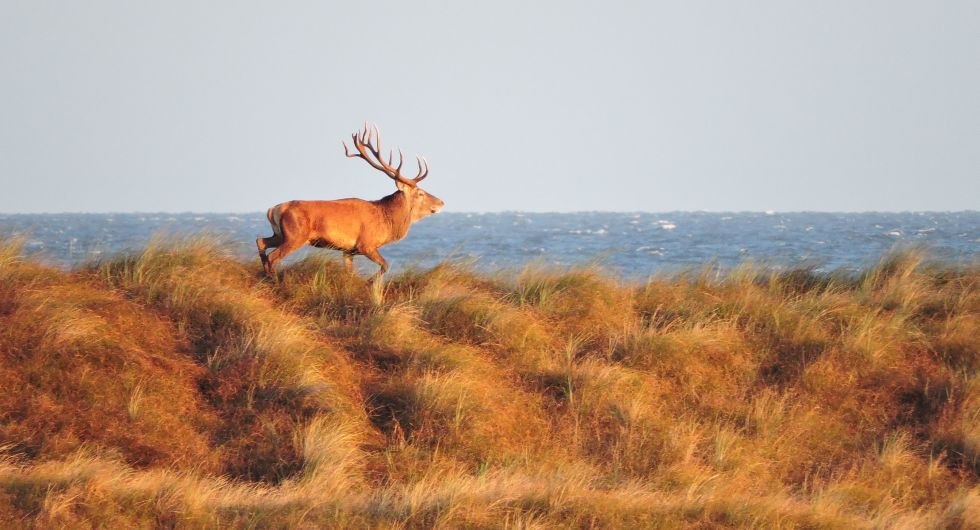 Deer in the dunes at Darßer Ort, © TMV/Frank Narkus