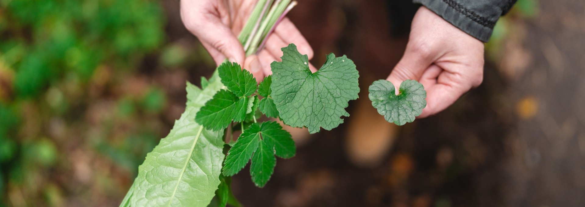 Antje Katreniok takes guests on a wild herb hike in the forest. She quickly finds what she is looking for along the way: Ribwort plantain, dandelion, goutweed, garlic rocket and ground ivy. Perfect for a fresh salad!, © TMV/Gross