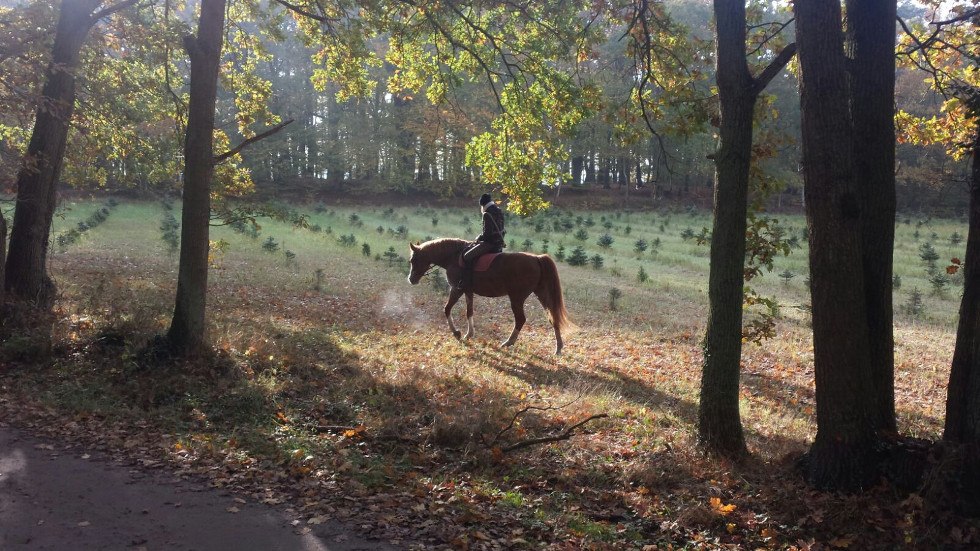 Rostock Heath, © TMV