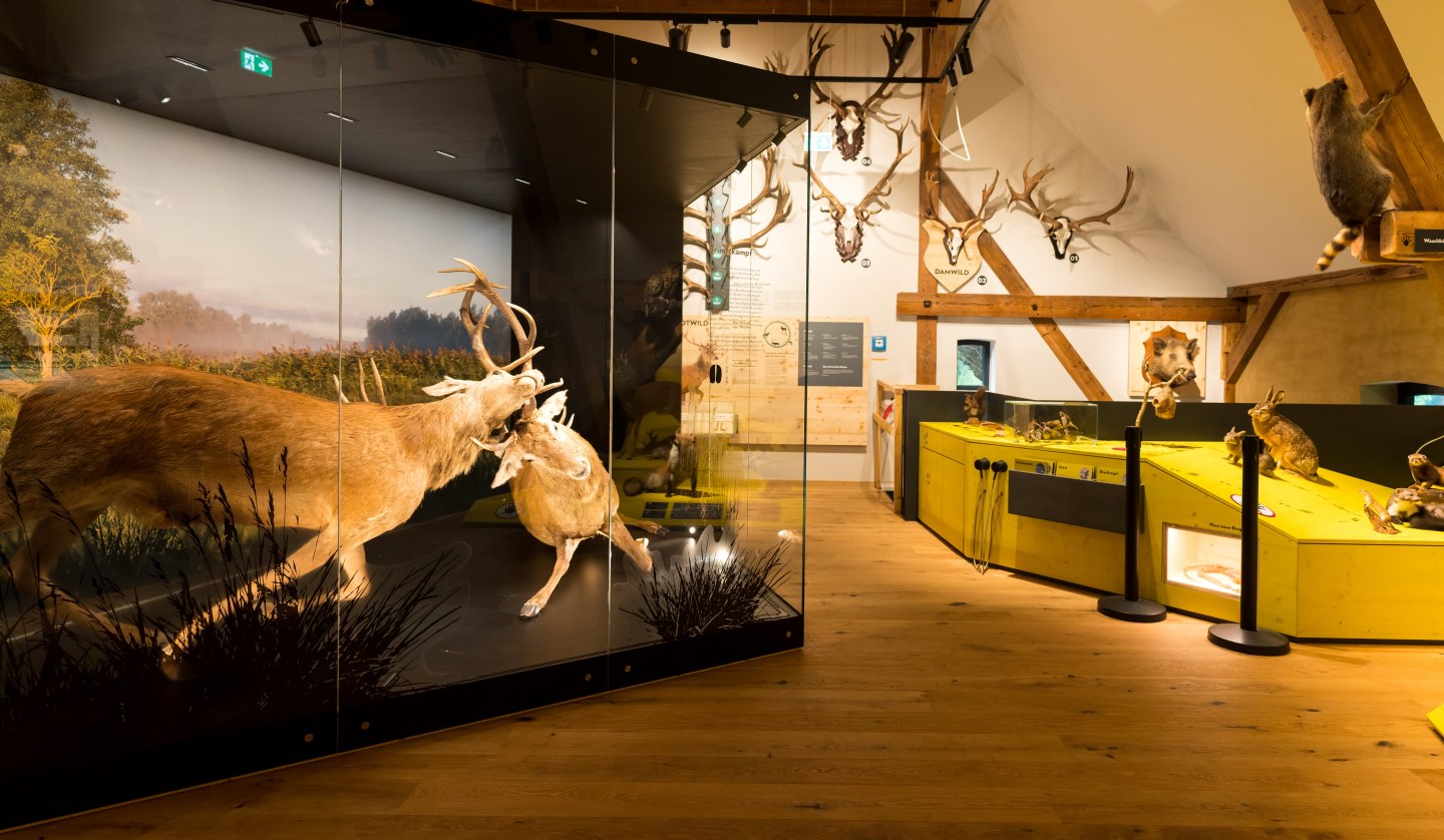 Forst- und Jagdmuseum (3)-min, © Moritz Kertzscher