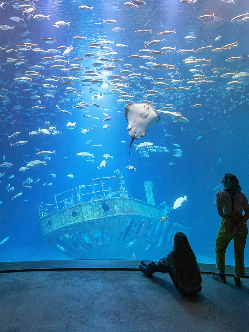 In the largest aquarium "Open Atlantic", schools of mackerel, nurse sharks and smooth dogfish as well as various species of rays swim above the replica of an eleven-meter-long shipwreck.