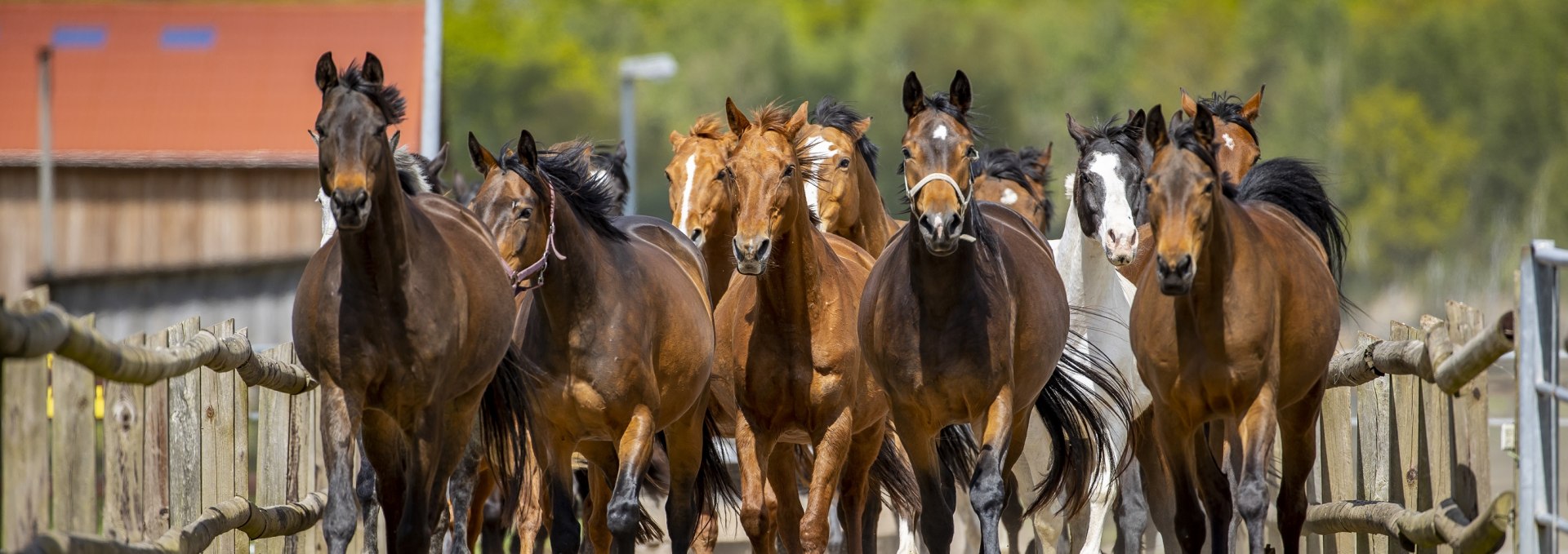 Trakehner herd-1, © Bernsteinreiter