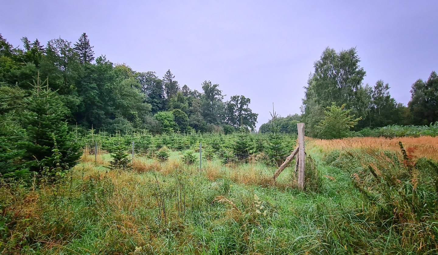 Climate forest Sehlen, © Landesforst MV