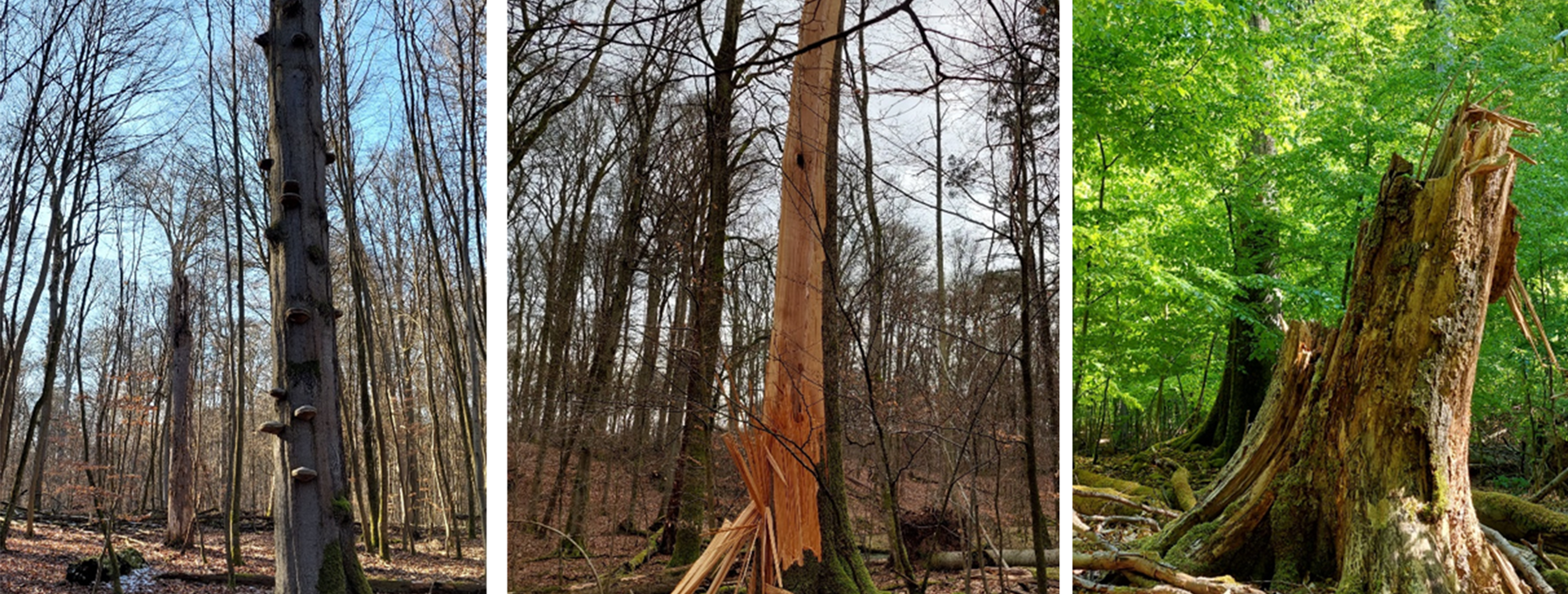 three forest views, © Matthias Schwabe, Müritz-Nationalpark