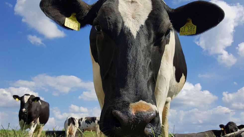 our cows, © Van der Ham Bollewick