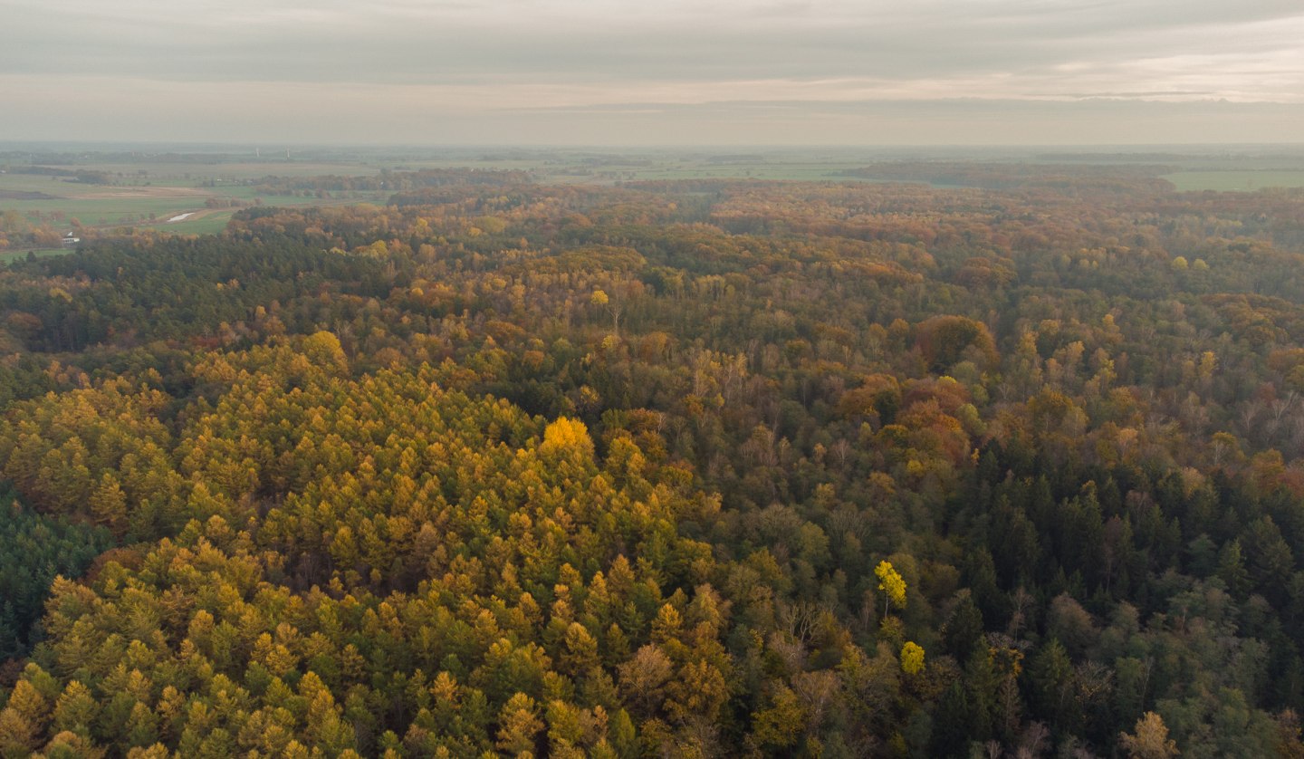 Barth city forest, © Arndt Gläser