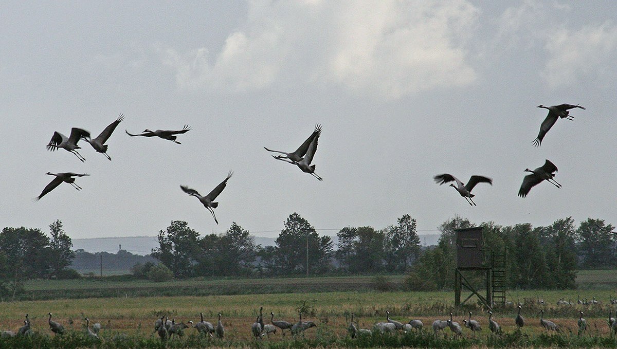 Crane, © Haide Hof