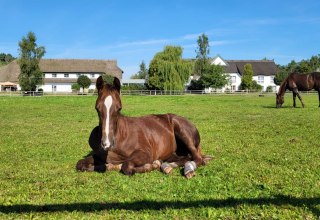 Foals in our pasture right next to the hotel, © Hotel Friesenhof