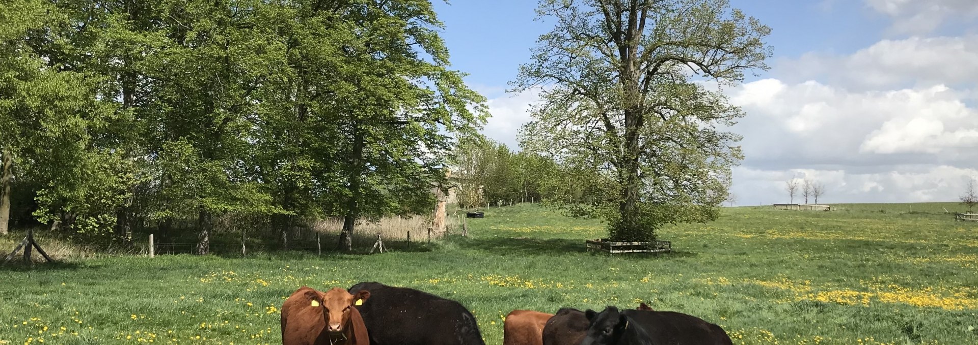 Our cattle on their pasture., © Hofladen Marihn