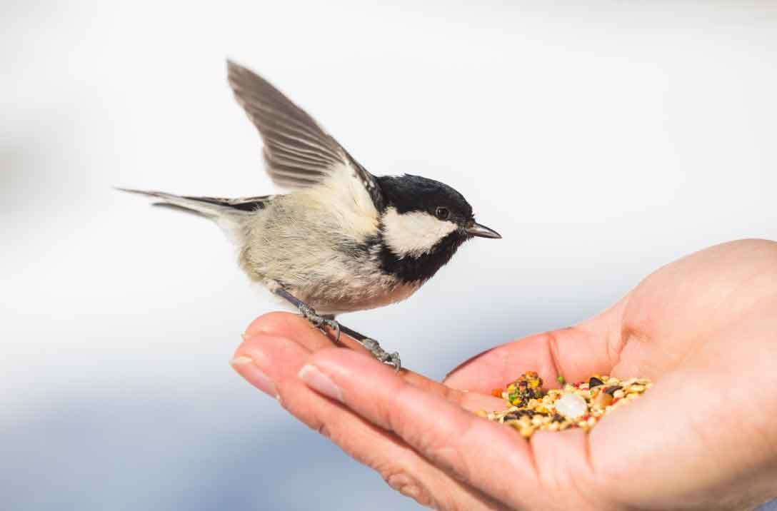 NaturWerkstatt: Vogelfutterzapfen selbst gemacht, © Erlebnis Akademie AG/NEZR