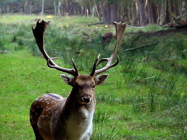 Boek Wildlife Park, © TDG Rechlin mbH