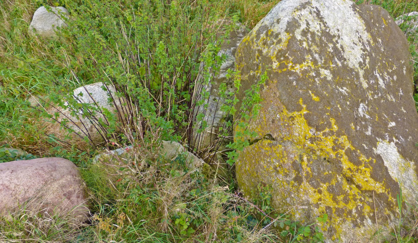 The remains of a Neolithic large stone grave near Seelvitz, © Archäo Tour Rügen