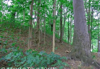 The former castle rampart from the Slavic period is now overgrown with trees., © Archäo Tour Rügen