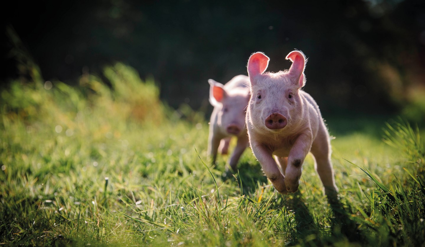 Anni and Rosalie in pig country, © Land der Tiere