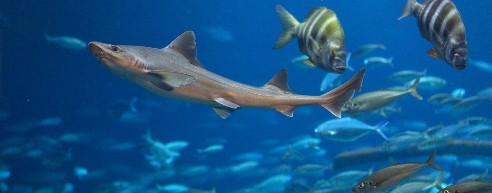 Several shark species can be seen in the “Open Atlantic” aquarium, including smooth sharks, © Anke Neumeister/Deutsches Meeresmuseum