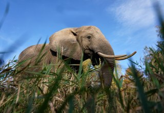 Touch and feed elephants., © Elefantenhof Platschow