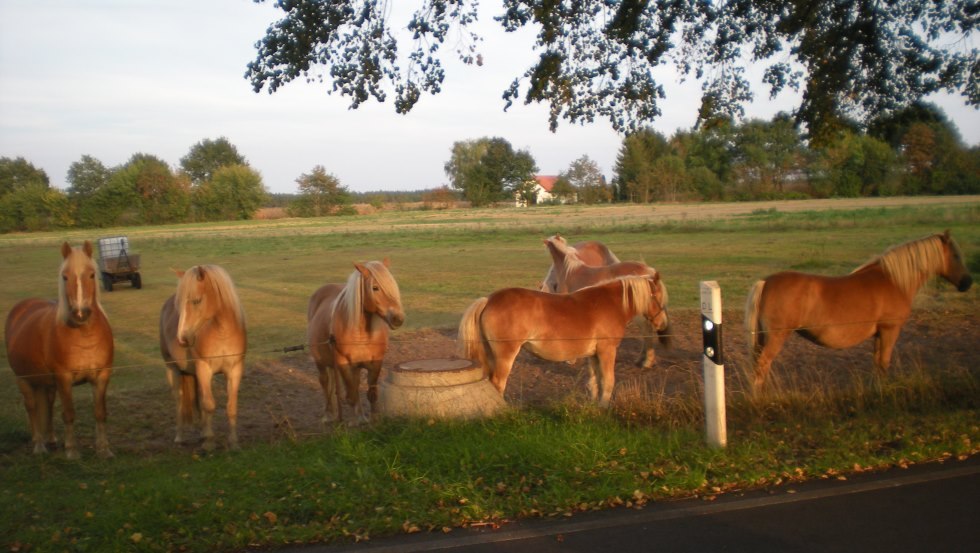 The Haflingers of the Haflingerhof-Tack are waiting for you, © Haflingerhof Tack/ Volker Tack