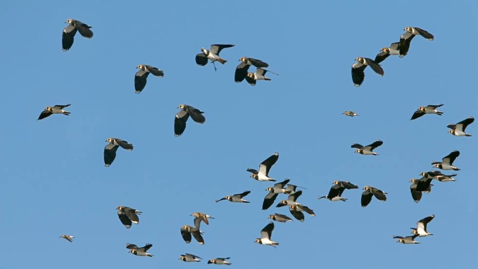 NSG fish ponds in the Lewitz - migrating lapwings, © Lewitzfotograf.de-Ralf Ottmann