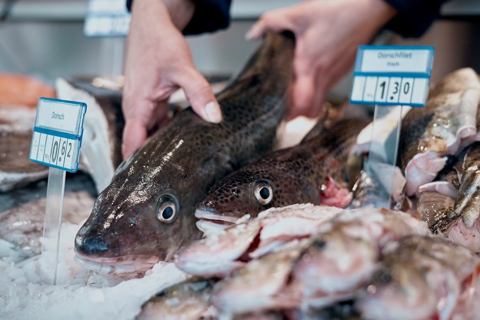 Fresh cod in the sales counter, © MYFISH-ostsee, © Sebastian Dorbrietz/ WFG Vorpommern