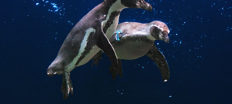 Flying penguins, © Vogelpark Marlow